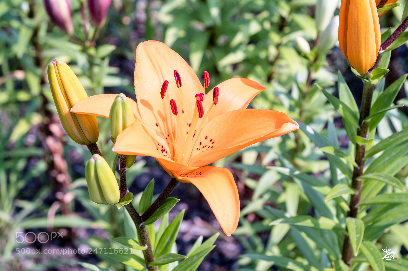 Fujifilm X-T2 sample photo. Lily photography