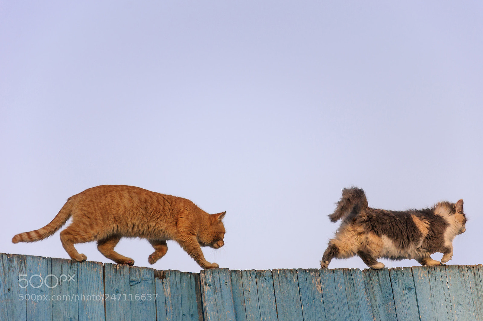 Nikon D90 sample photo. Two cats running on photography