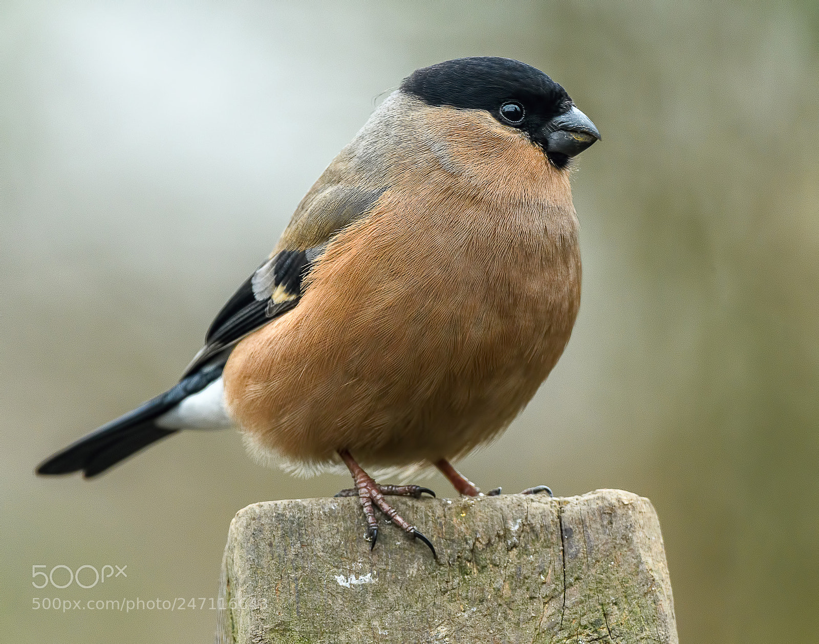 Nikon D500 sample photo. Lovely adult female bullfinch photography