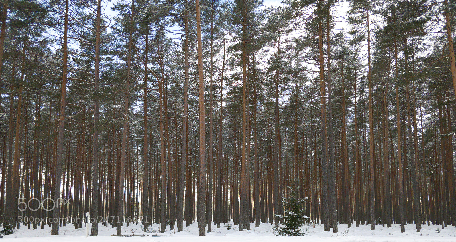 OnePlus 5T sample photo. Forest photography