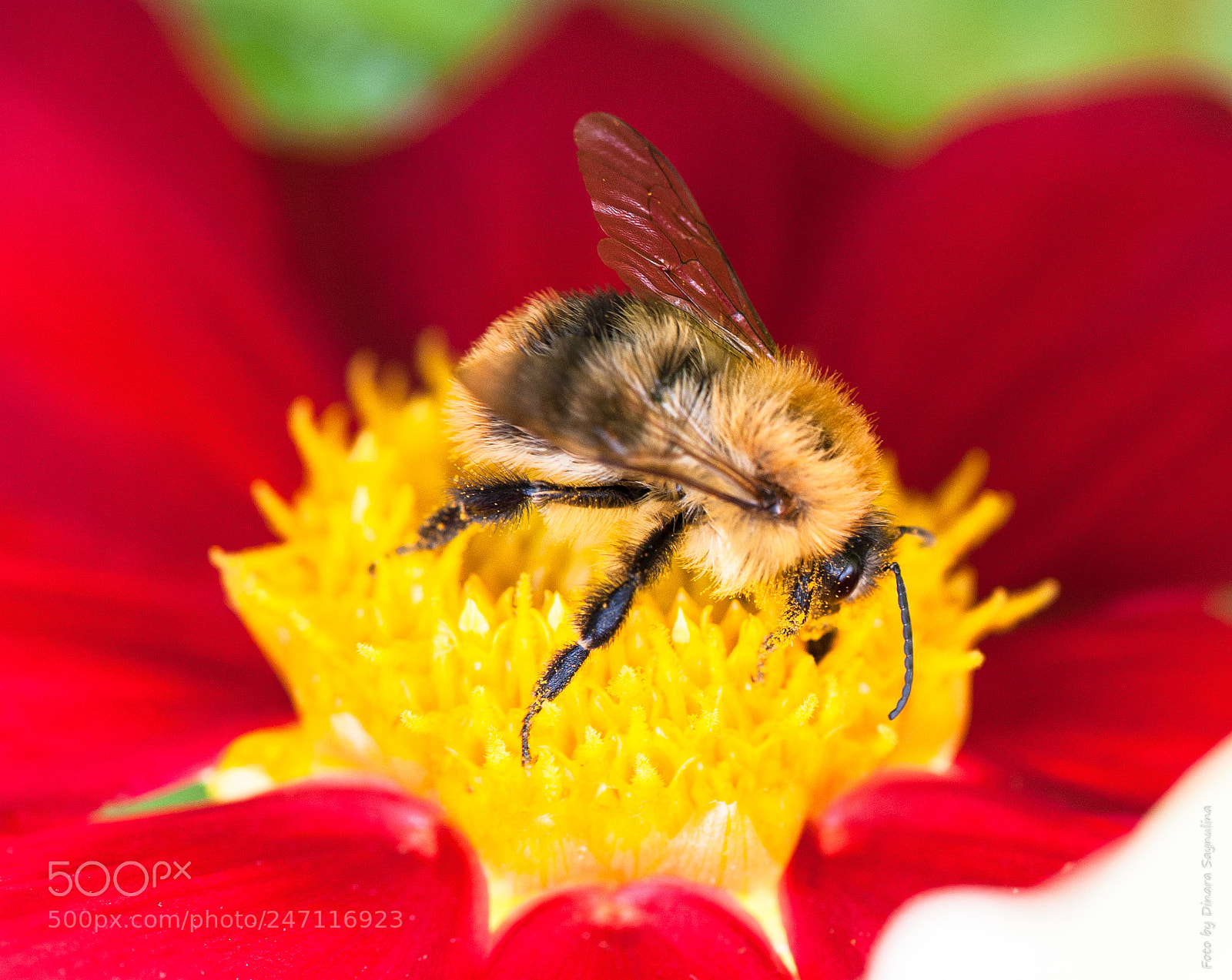 Nikon D700 sample photo. Bee photography