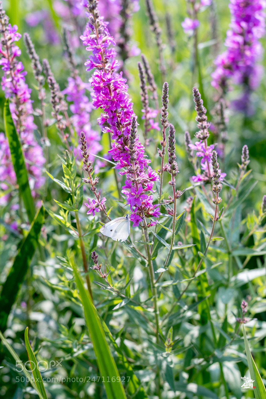 Fujifilm X-T2 sample photo. Lythrum anceps photography