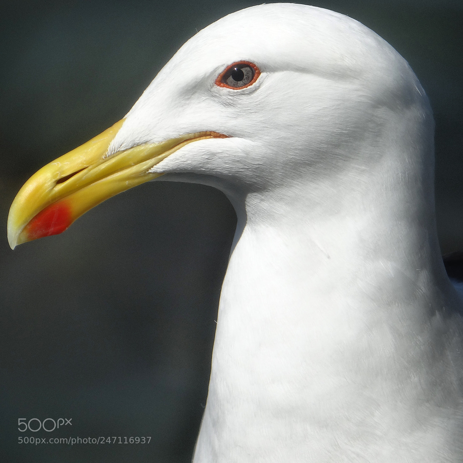 Sony DSC-HX200V sample photo. Larus dominicanus on duty! photography