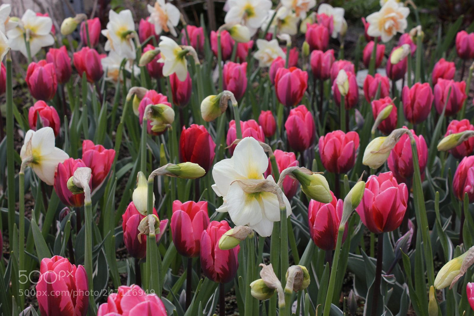 Canon EF-S 18-55mm F3.5-5.6 IS sample photo. Tulips edward's gardens, toronto photography