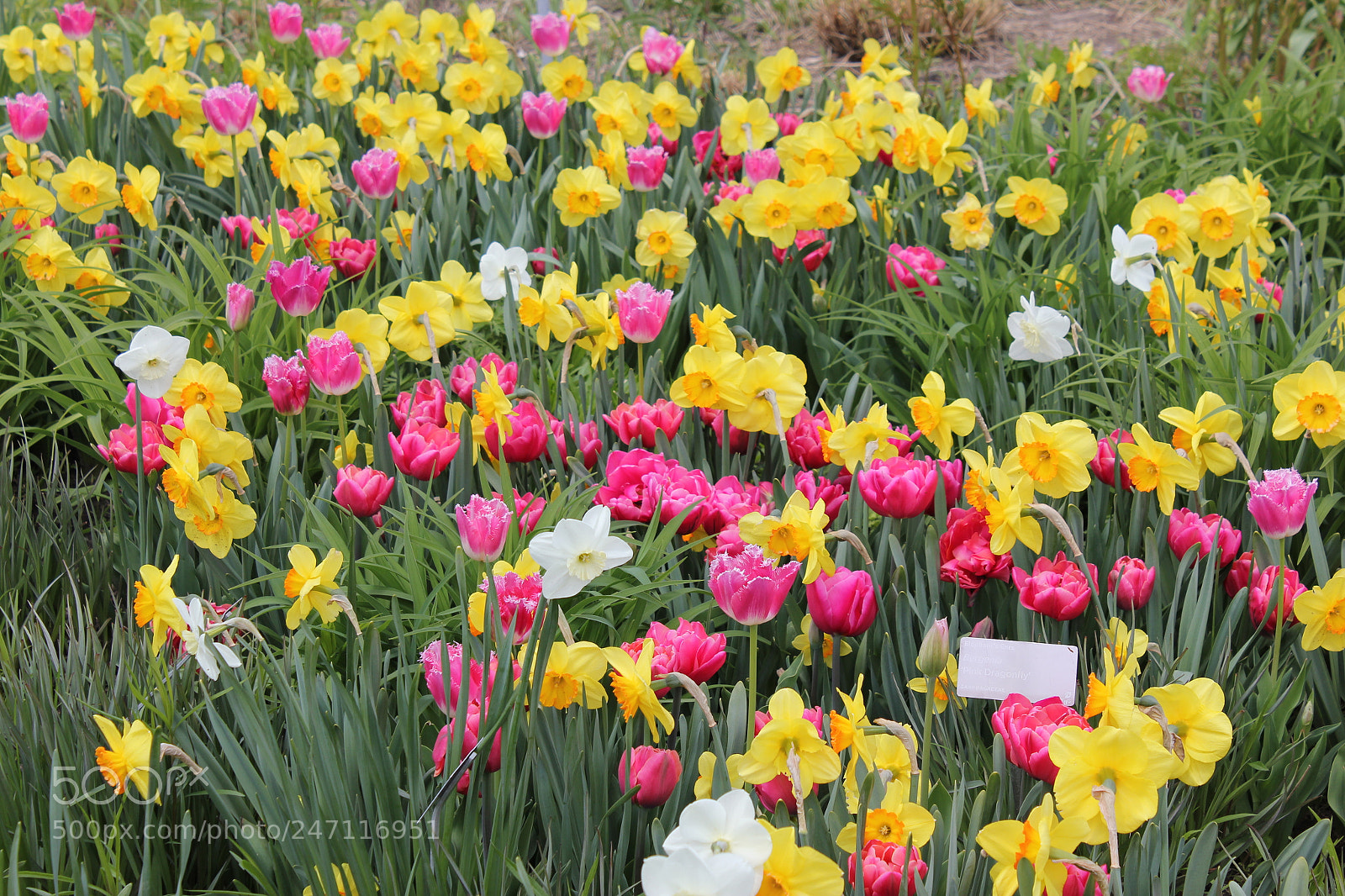Canon EF-S 18-55mm F3.5-5.6 IS sample photo. Tulips edward's gardens, toronto photography