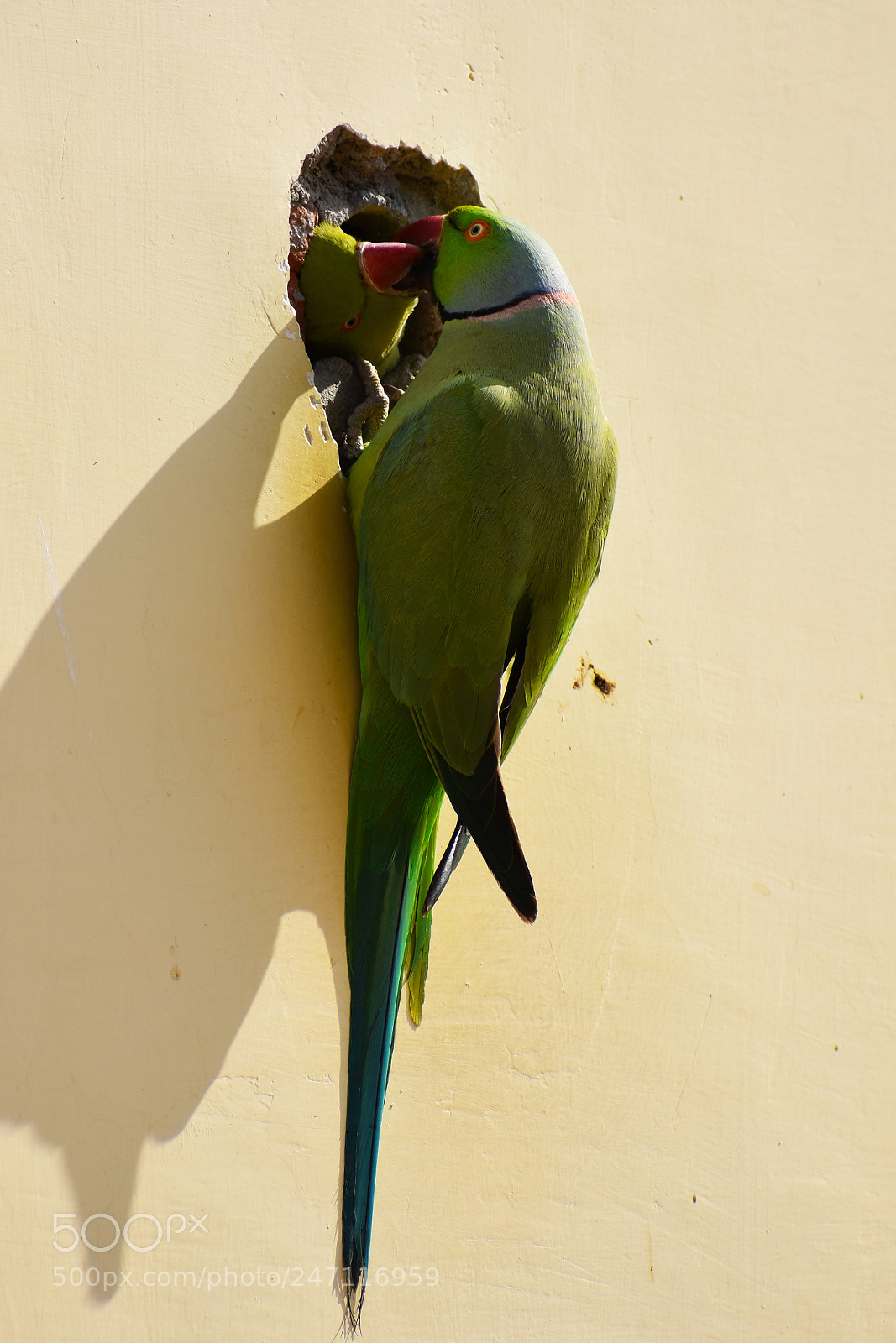 Nikon D3400 sample photo. Parrot_lovelife photography