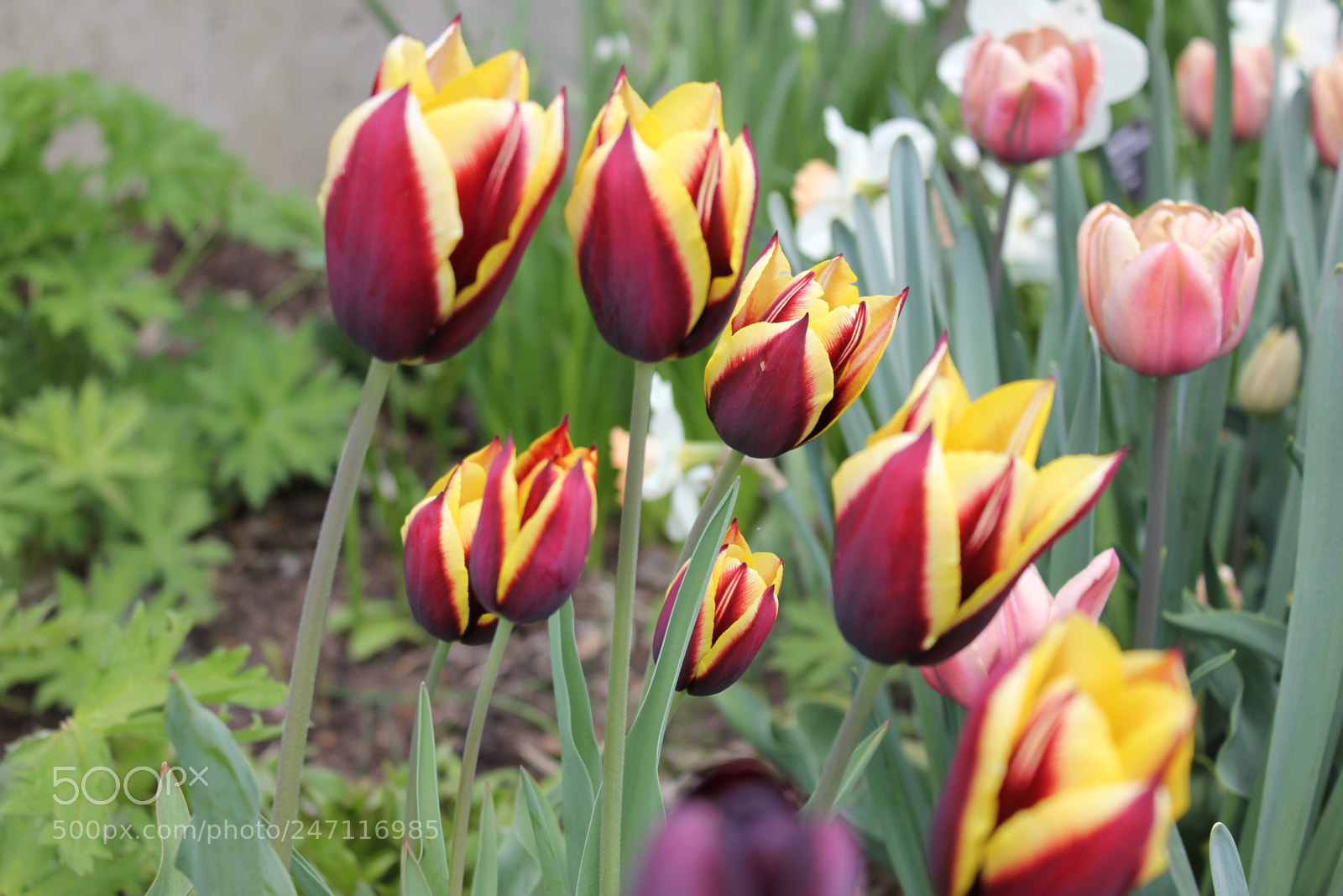 Canon EF-S 18-55mm F3.5-5.6 IS sample photo. Tulips edward's gardens, toronto photography