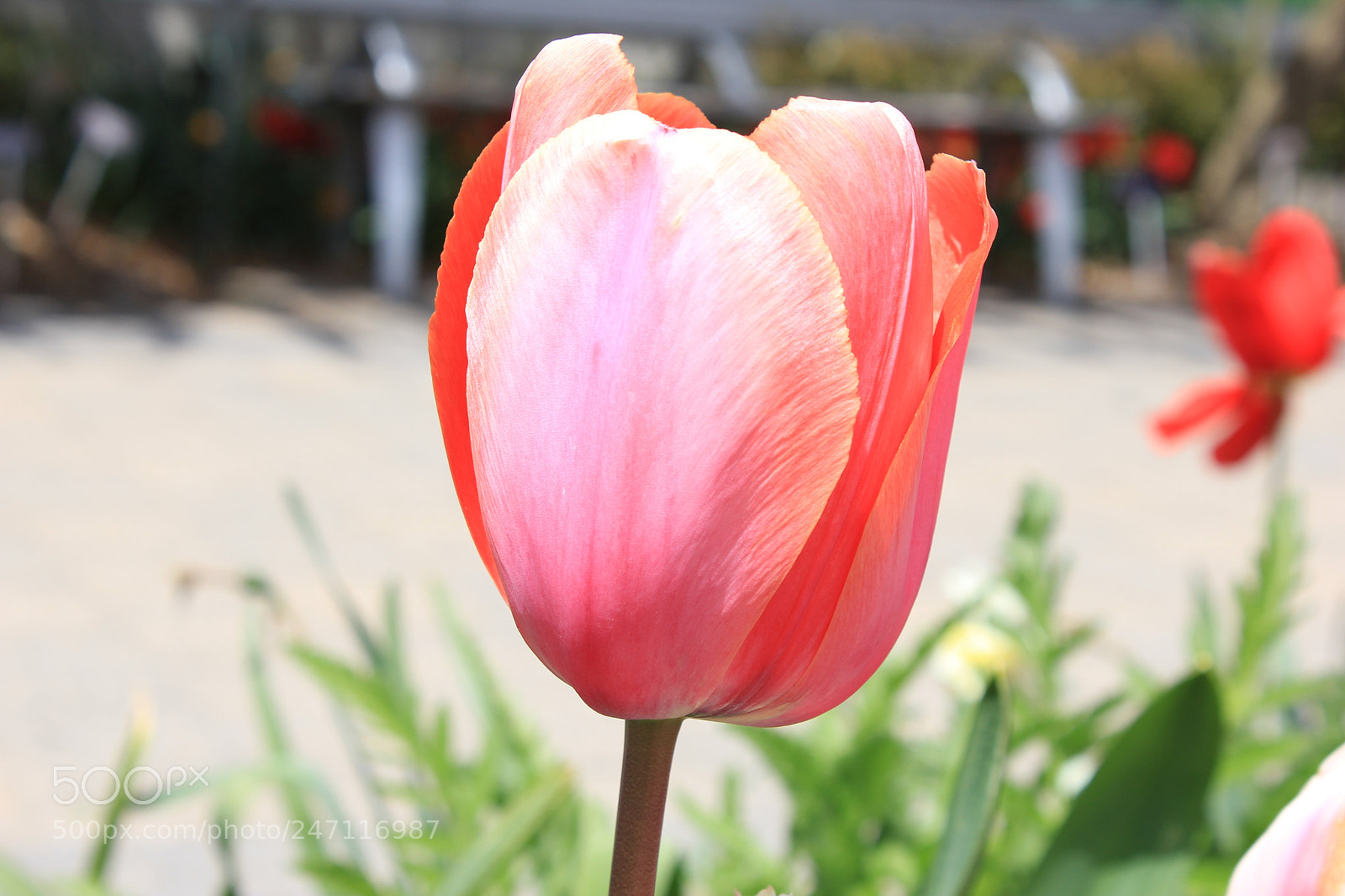Canon EF-S 18-55mm F3.5-5.6 IS sample photo. Tulips edward's gardens, toronto photography