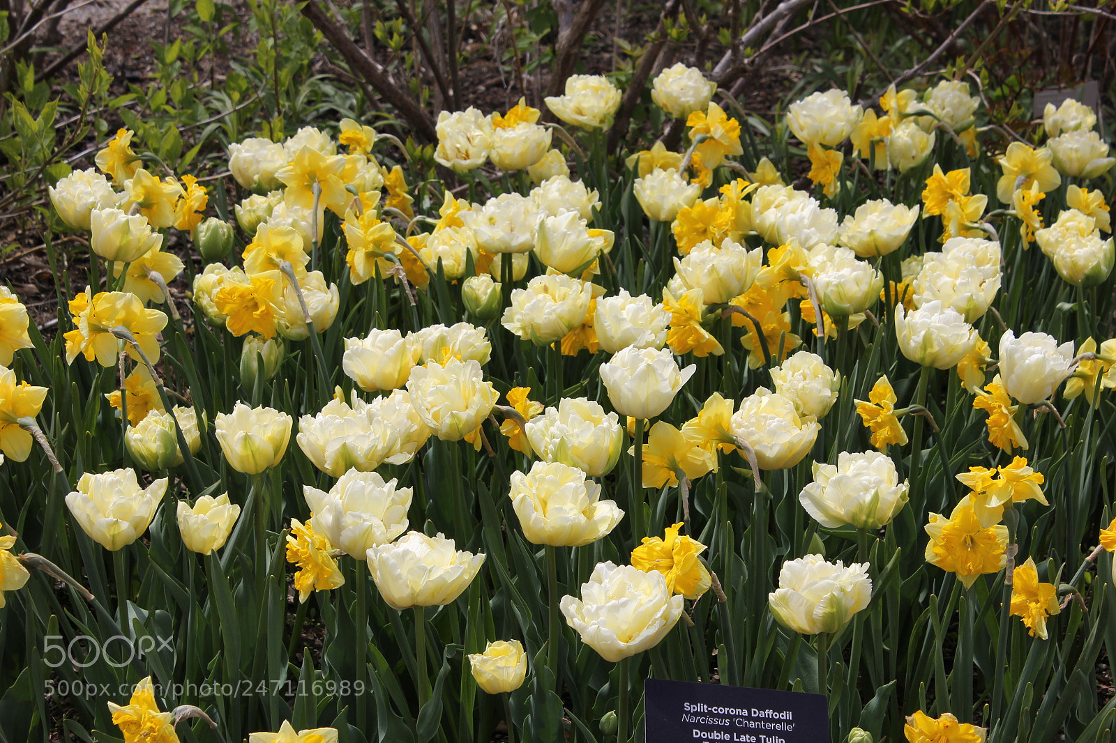 Canon EF-S 18-55mm F3.5-5.6 IS sample photo. Tulips edward's gardens, toronto photography