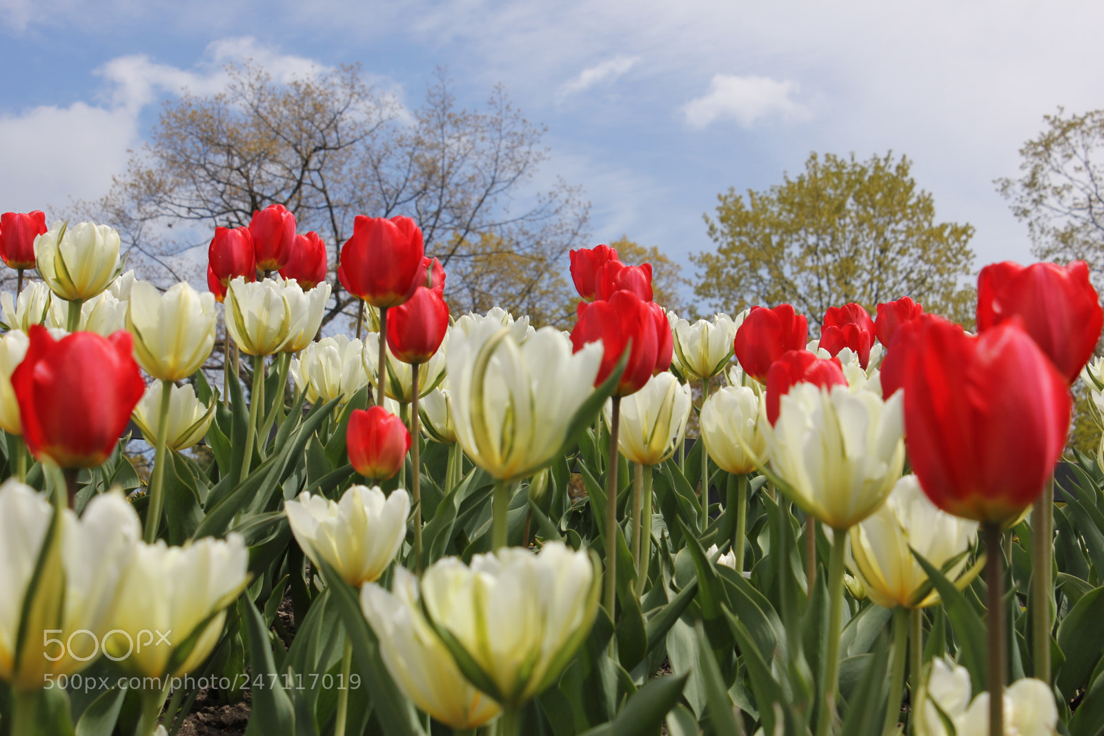 Canon EF-S 18-55mm F3.5-5.6 IS sample photo. Tulips edward's gardens, toronto photography