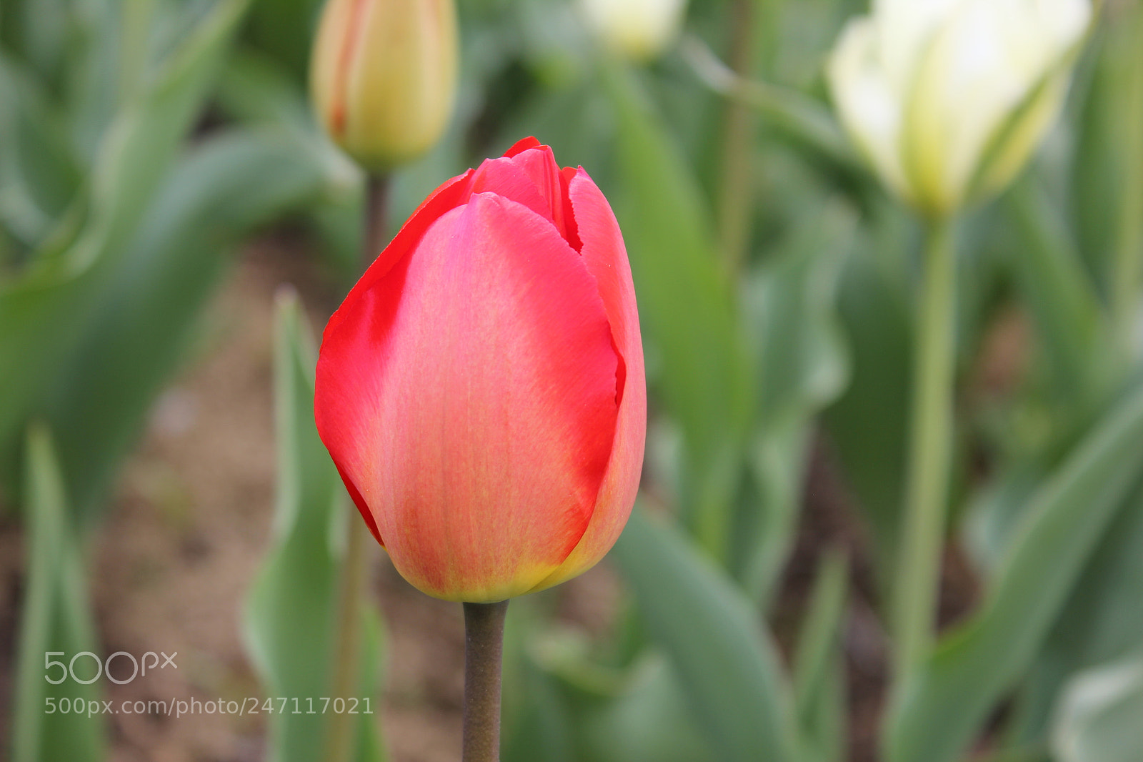 Canon EF-S 18-55mm F3.5-5.6 IS sample photo. Tulips edward's gardens, toronto photography