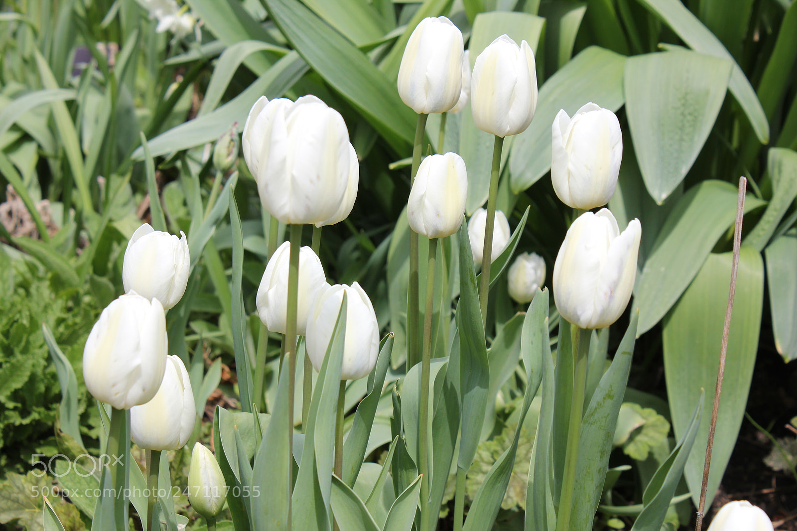 Canon EF-S 18-55mm F3.5-5.6 IS sample photo. Tulips edward's gardens, toronto photography