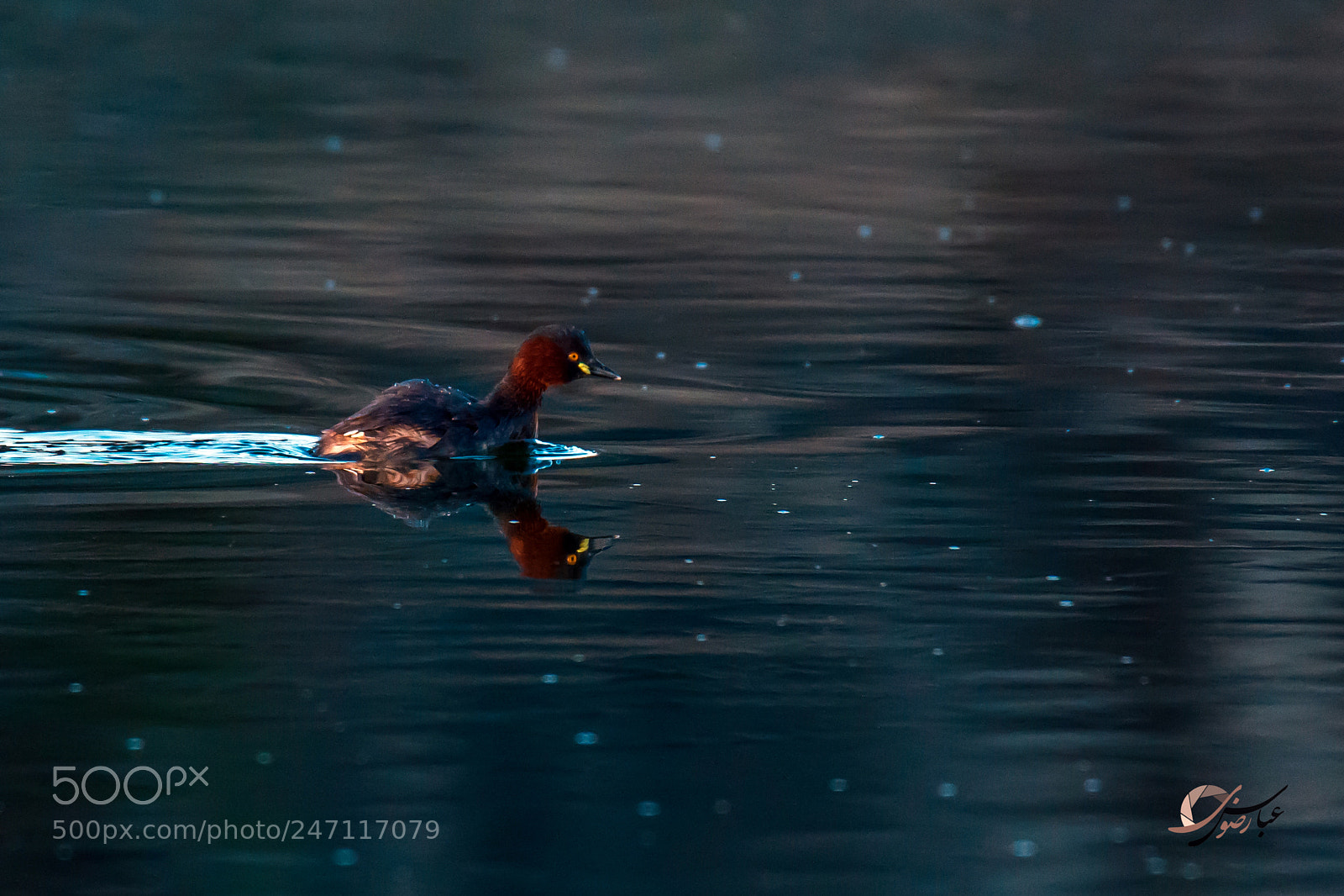 Nikon D7100 sample photo. Little grebe photography