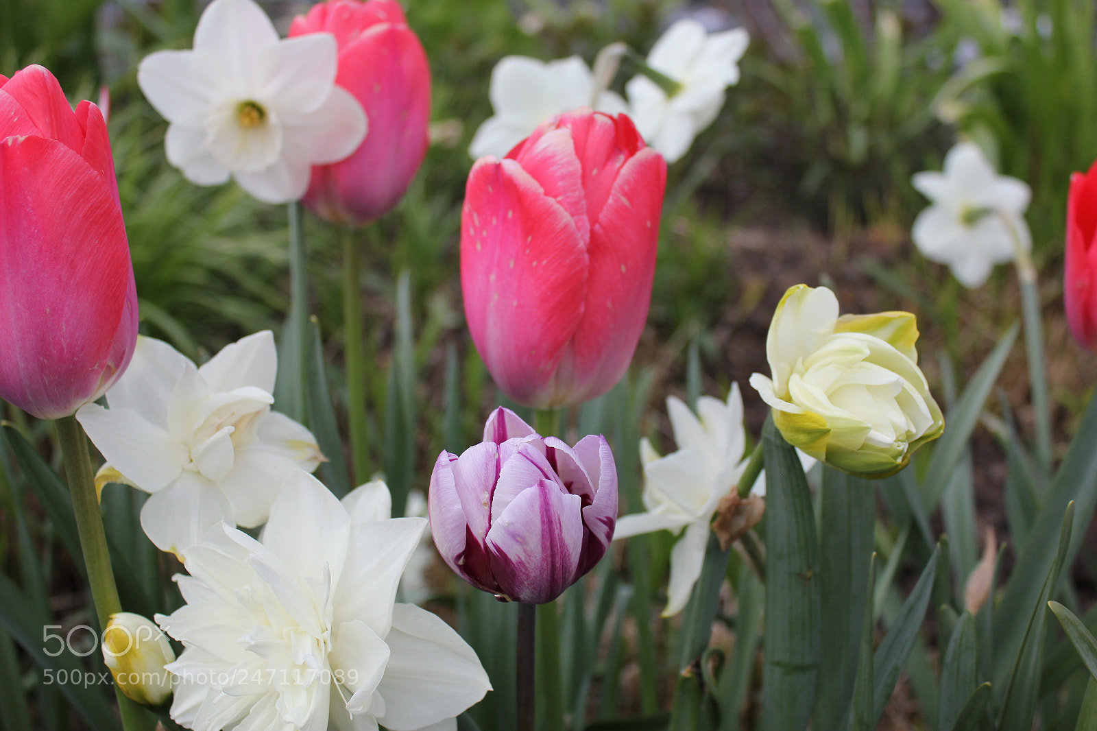 Canon EF-S 18-55mm F3.5-5.6 IS sample photo. Tulips edward's gardens, toronto photography