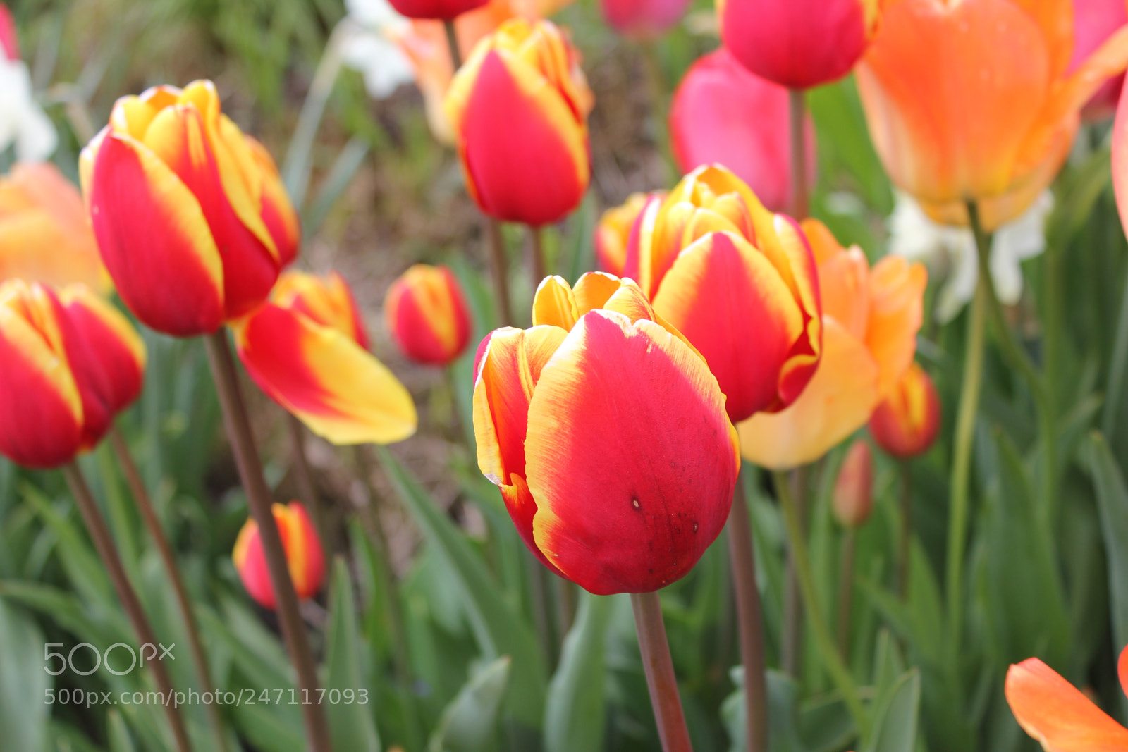 Canon EF-S 18-55mm F3.5-5.6 IS sample photo. Tulips edward's gardens, toronto photography