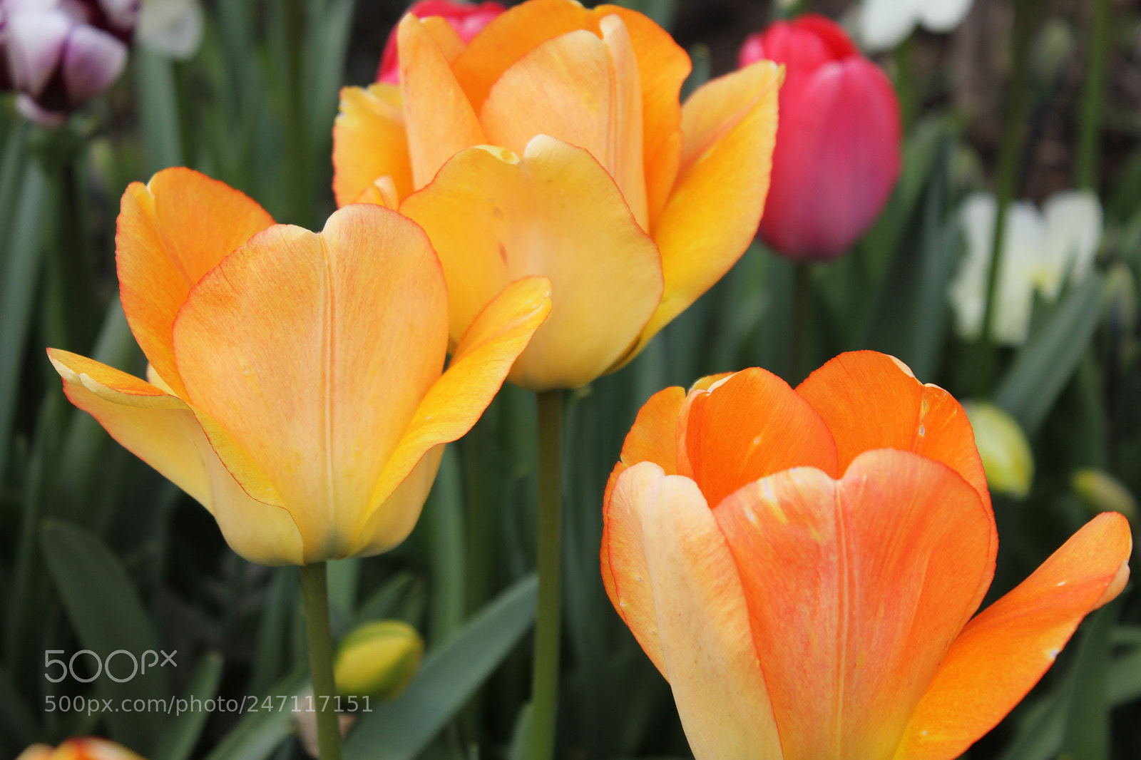 Canon EF-S 18-55mm F3.5-5.6 IS sample photo. Tulips edward's gardens, toronto photography