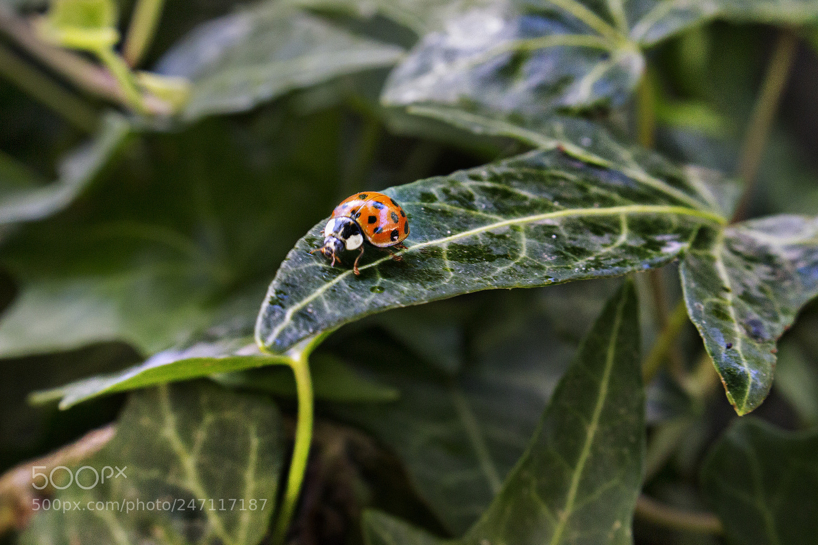 Canon EOS 700D (EOS Rebel T5i / EOS Kiss X7i) sample photo. Coccinellidae photography