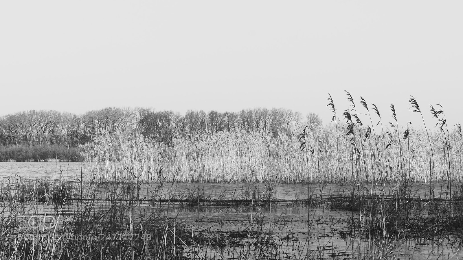 Nikon D500 sample photo. Roseaux photography