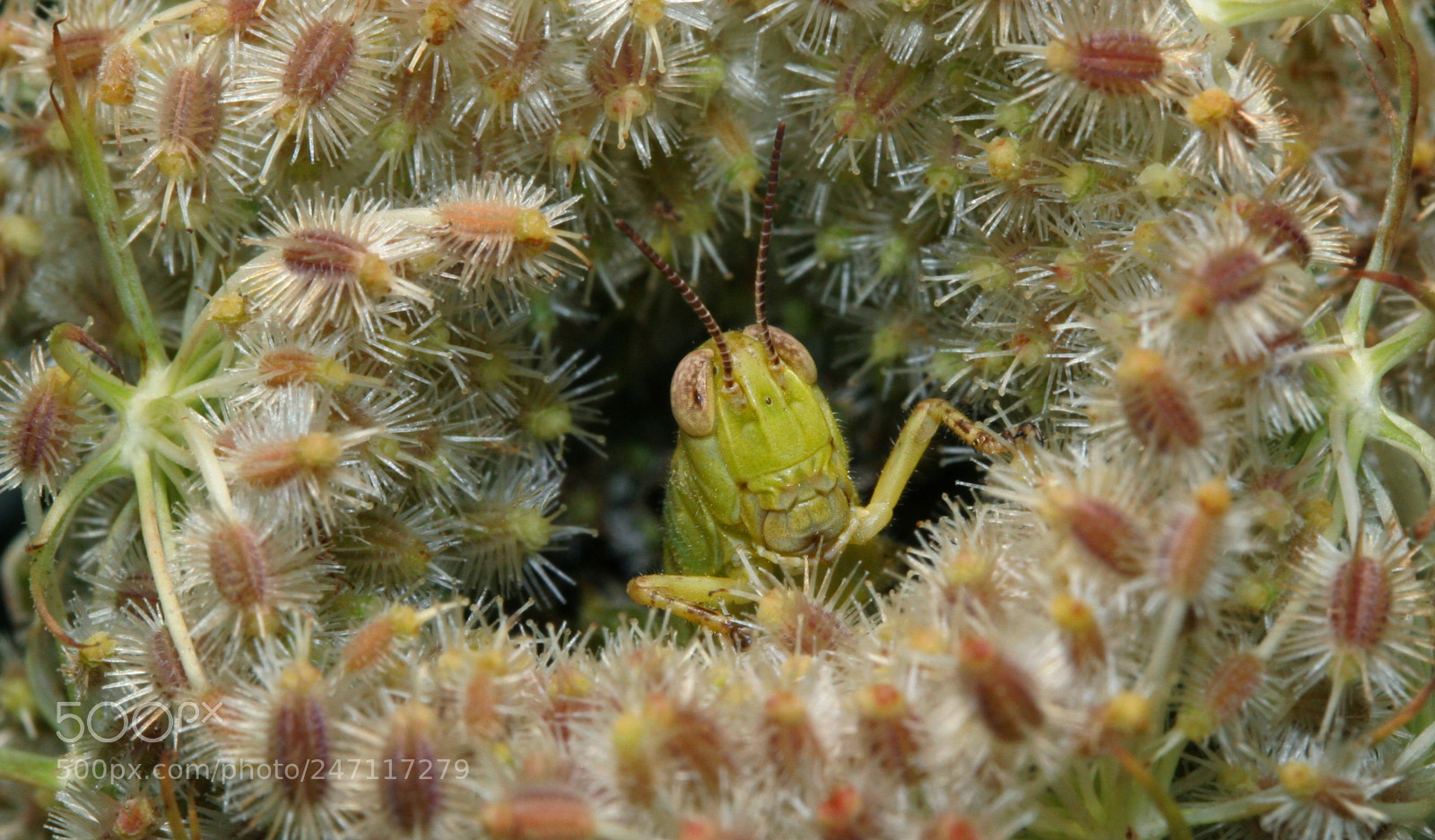 Canon EOS 20D sample photo. Picture photography