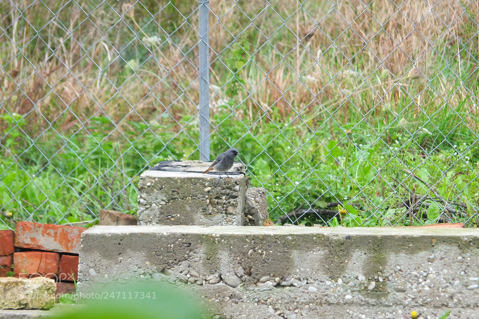 Fujifilm X-S1 sample photo. Mrka crvenrepka, black redstart photography