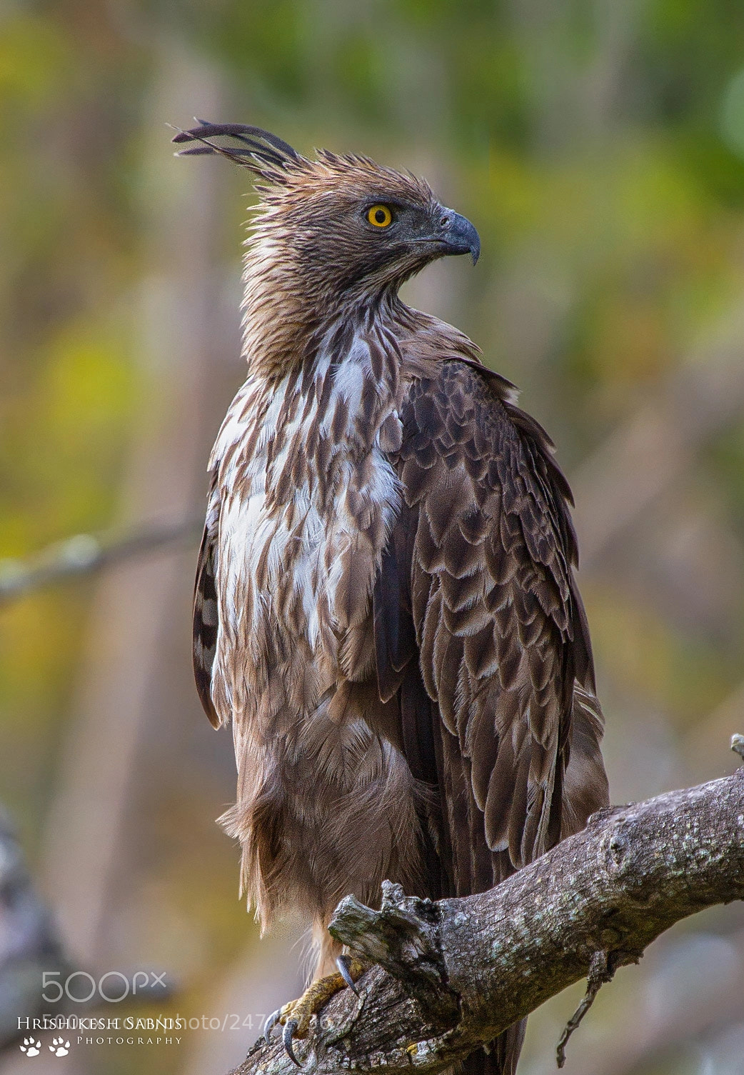 Canon EOS 7D sample photo. Changeable hawk eagle photography