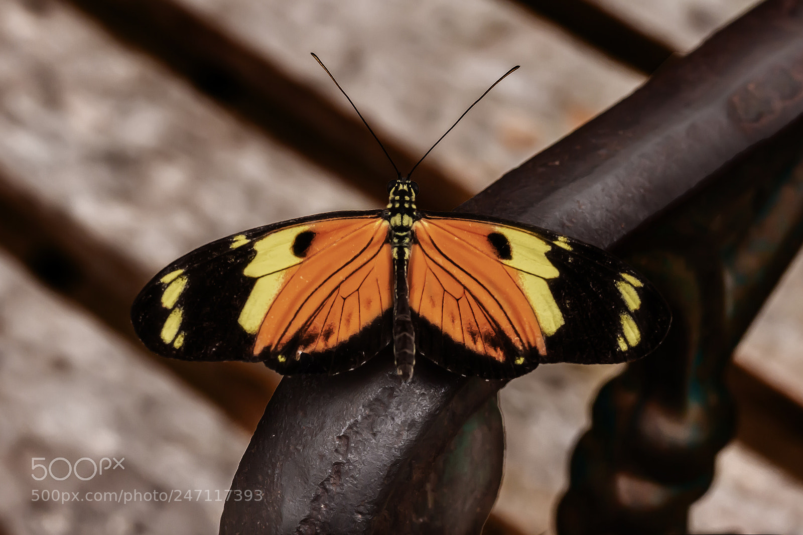 Canon EOS 700D (EOS Rebel T5i / EOS Kiss X7i) sample photo. Mariposa en una banca photography