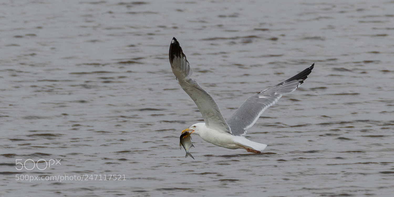 Canon EOS 7D Mark II sample photo. ´´fette beute`` photography