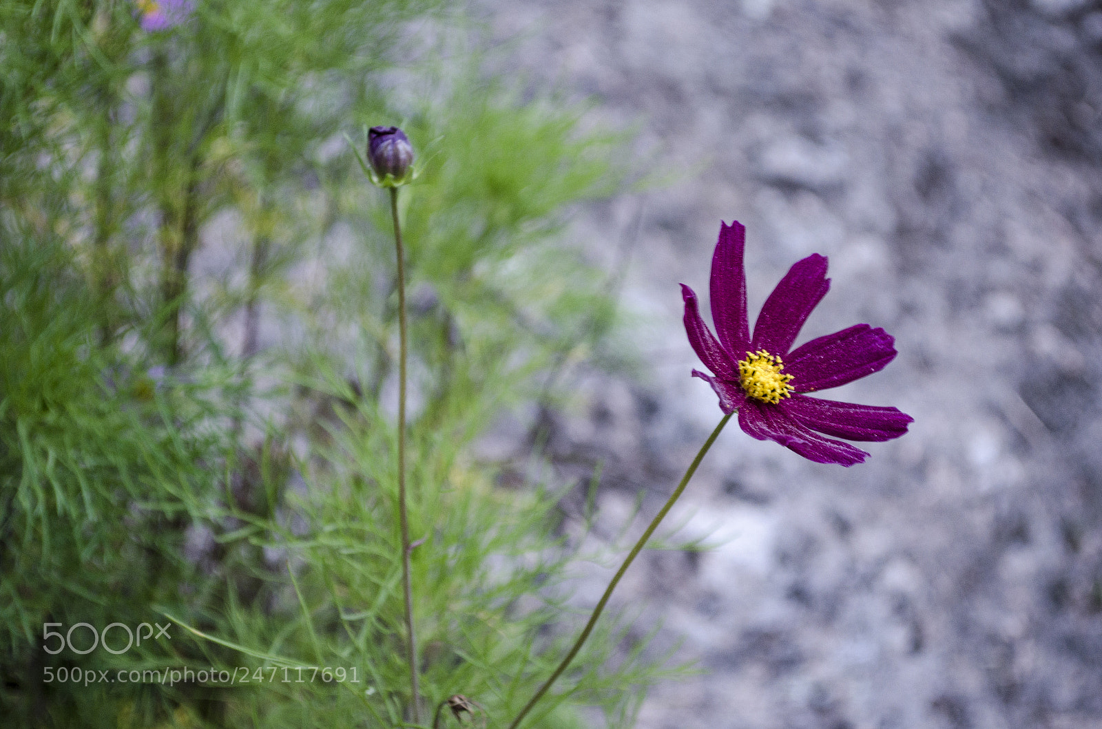 Nikon D5100 sample photo. Flor silvestre photography