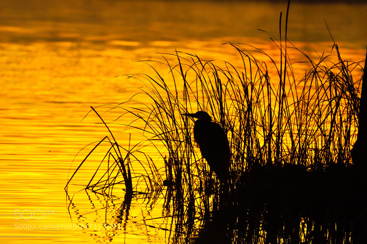 Canon EOS 6D Mark II sample photo. Heron silhouette photography