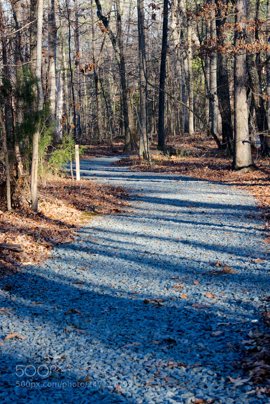 Nikon D5200 sample photo. Into the woods photography