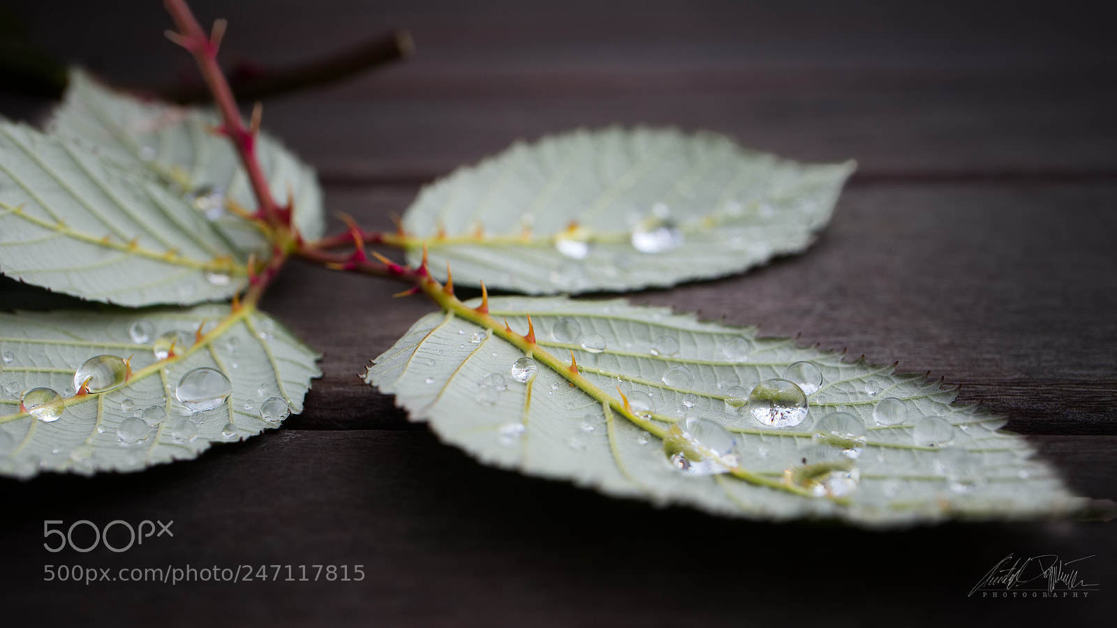 Canon EOS M6 sample photo. Blackberry leafs photography