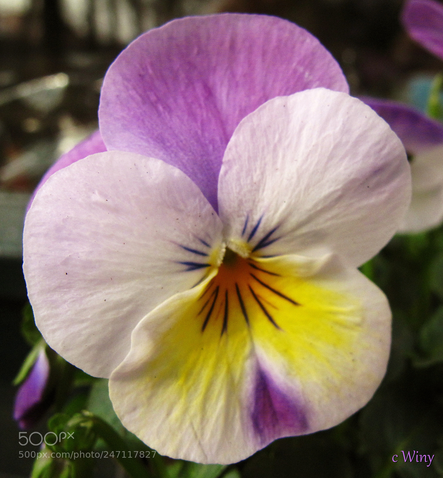 Canon PowerShot G10 sample photo. Delicate pansy flower photography