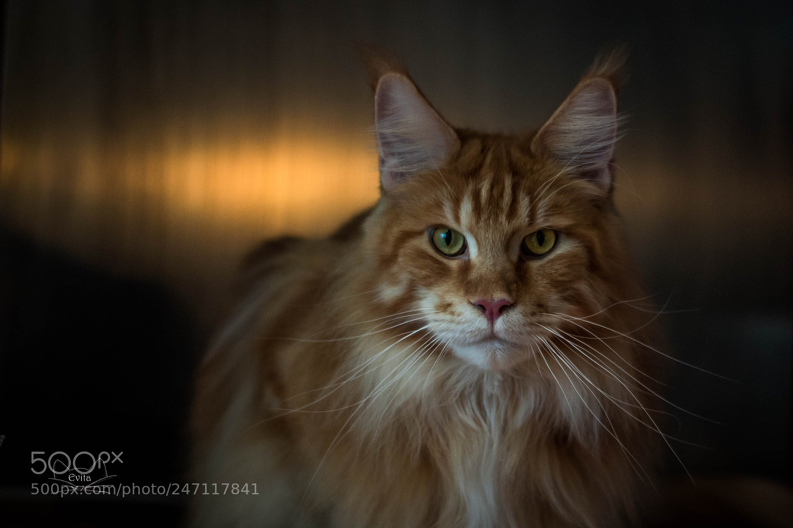 Canon EOS 1300D (EOS Rebel T6 / EOS Kiss X80) sample photo. Maine coon portrait photography
