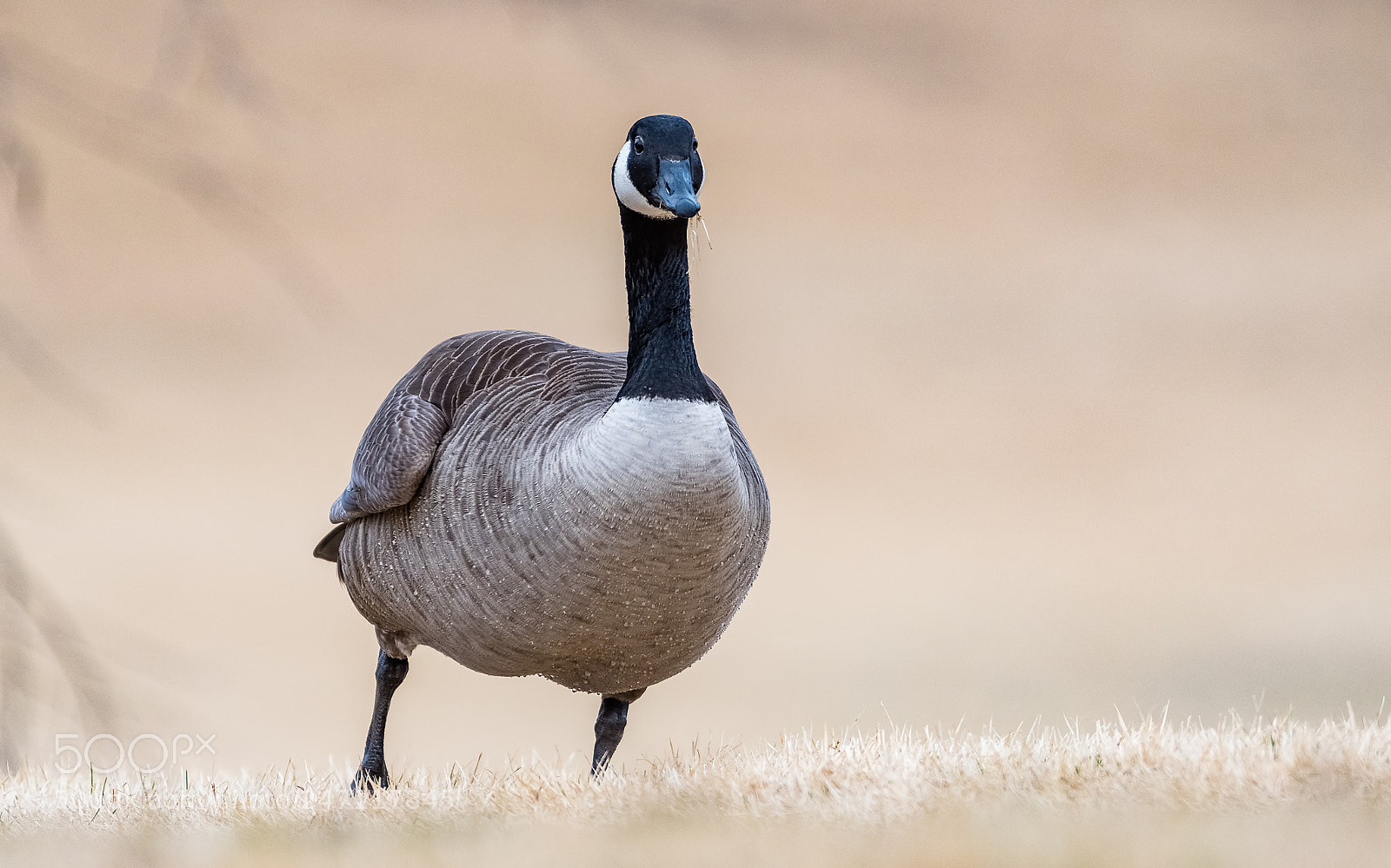 Nikon D500 sample photo. Canadian goose photography