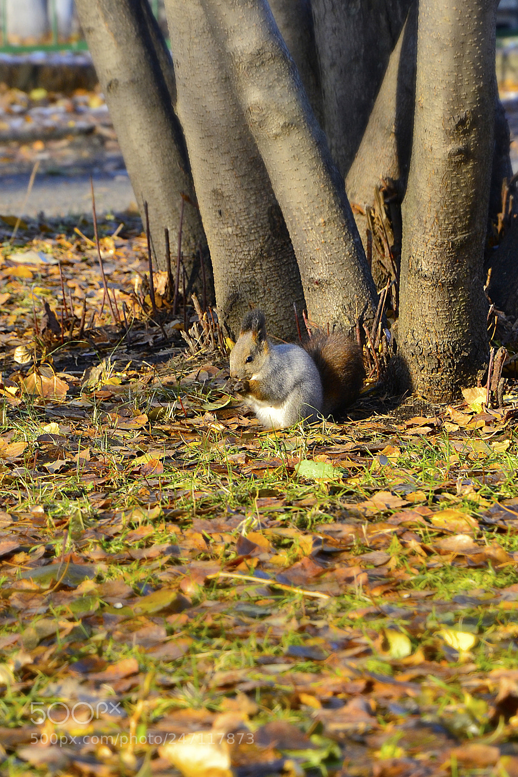 Nikon D3100 sample photo. Squirrel photography