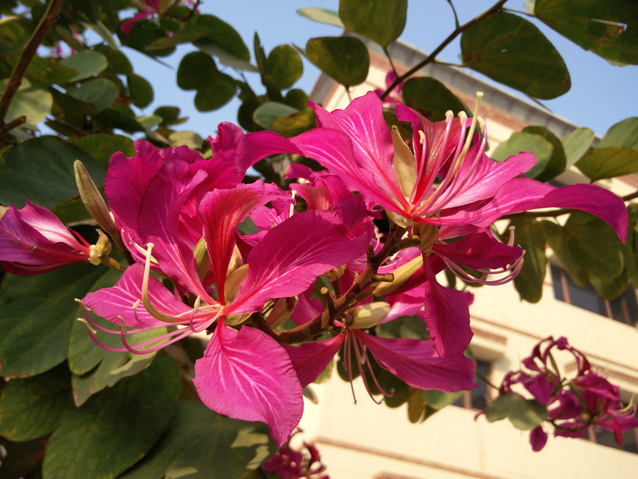 OnePlus 2 sample photo. Spring! photography