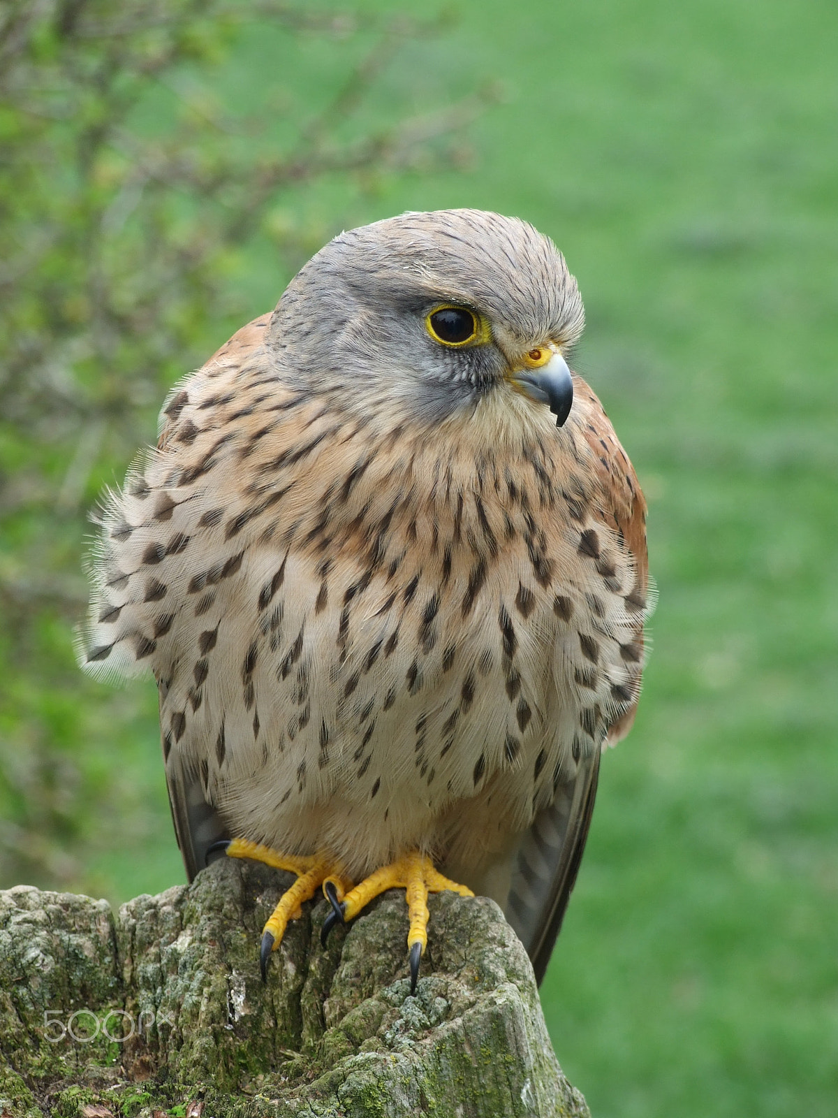 Fujifilm FinePix S6500fd sample photo. Female kestrel photography