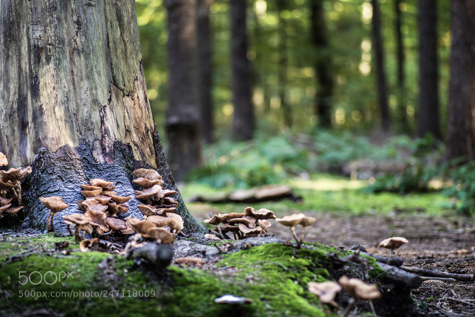 Pentax K-1 sample photo. Im wald photography