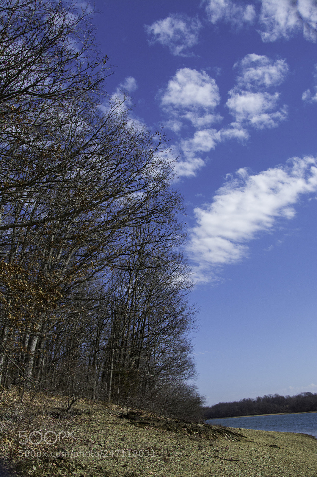 Nikon D7100 sample photo. Tree and clouds photography