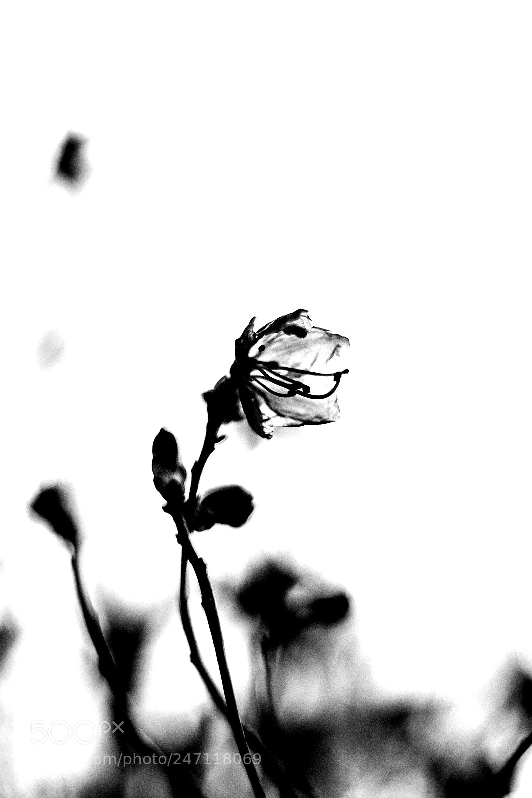 Canon EOS 80D sample photo. Untitled photography