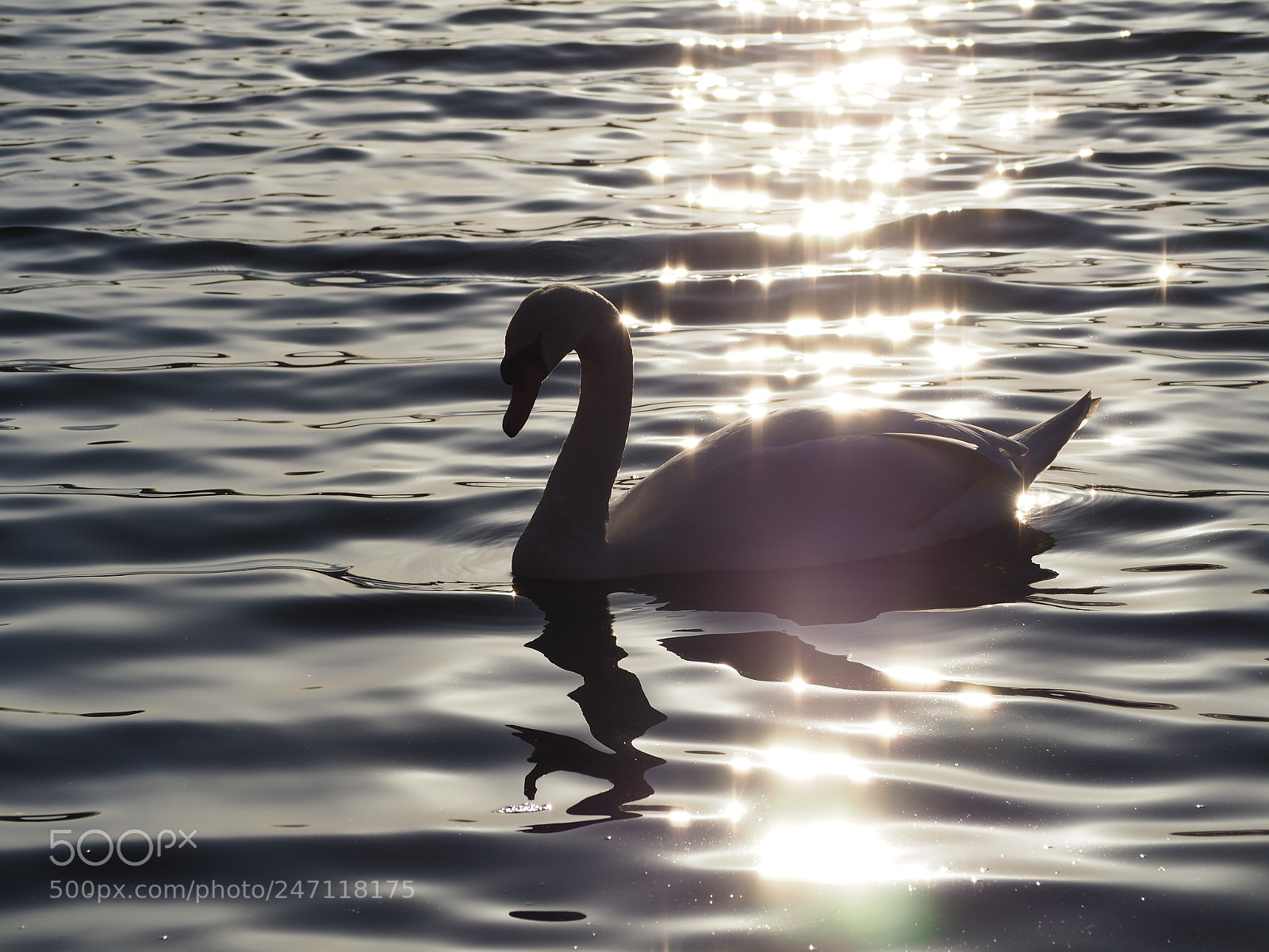 Olympus OM-D E-M10 II sample photo. Swan in the sun photography