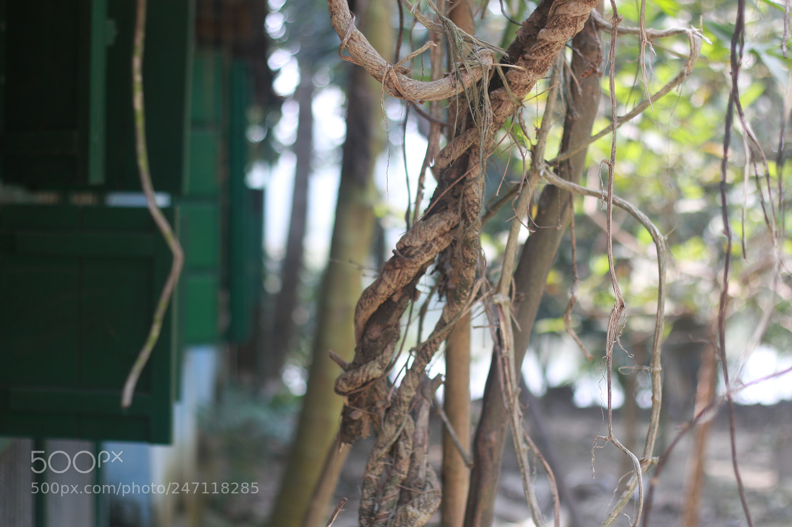 Canon EOS 70D + Canon EF 50mm F1.8 II sample photo. Village house photography
