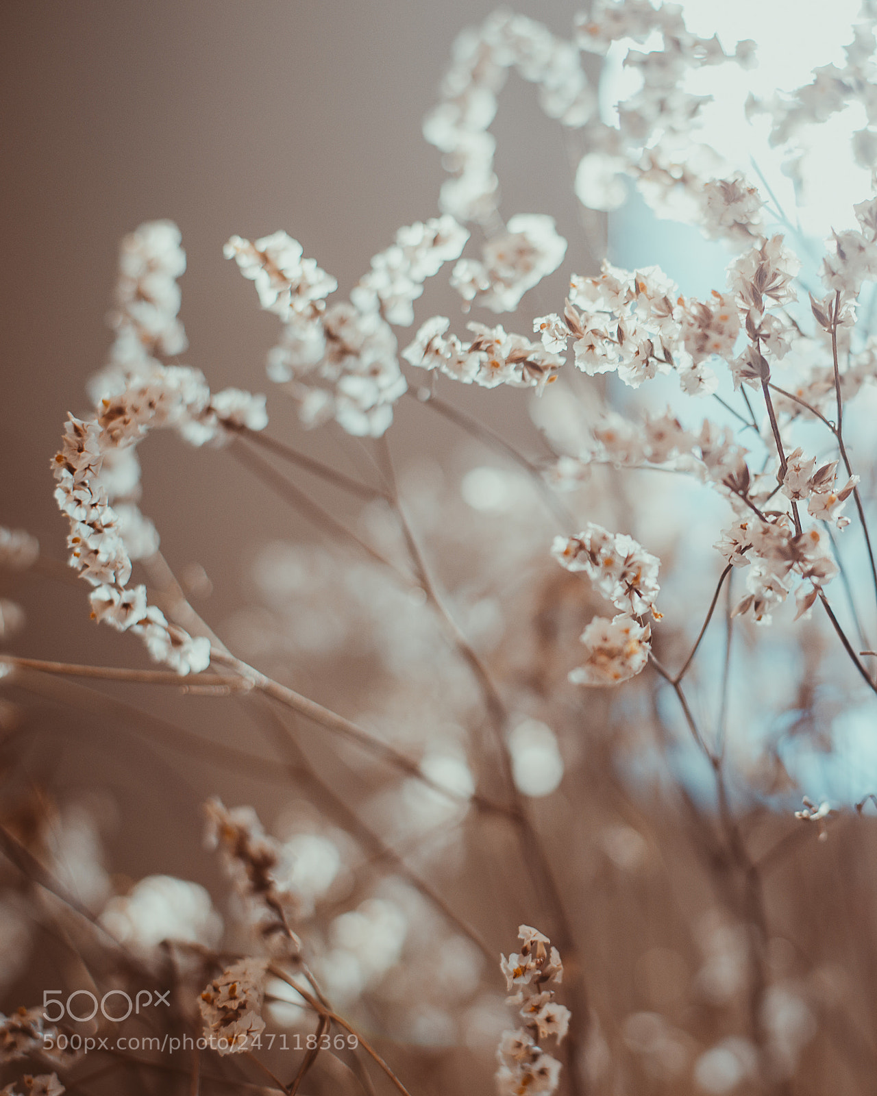 Nikon D600 sample photo. Flowers in the window photography