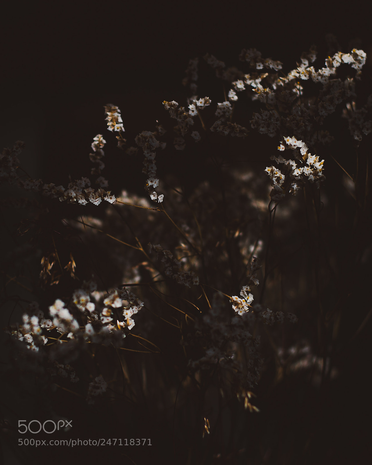 Nikon D600 sample photo. Flowers in the window photography