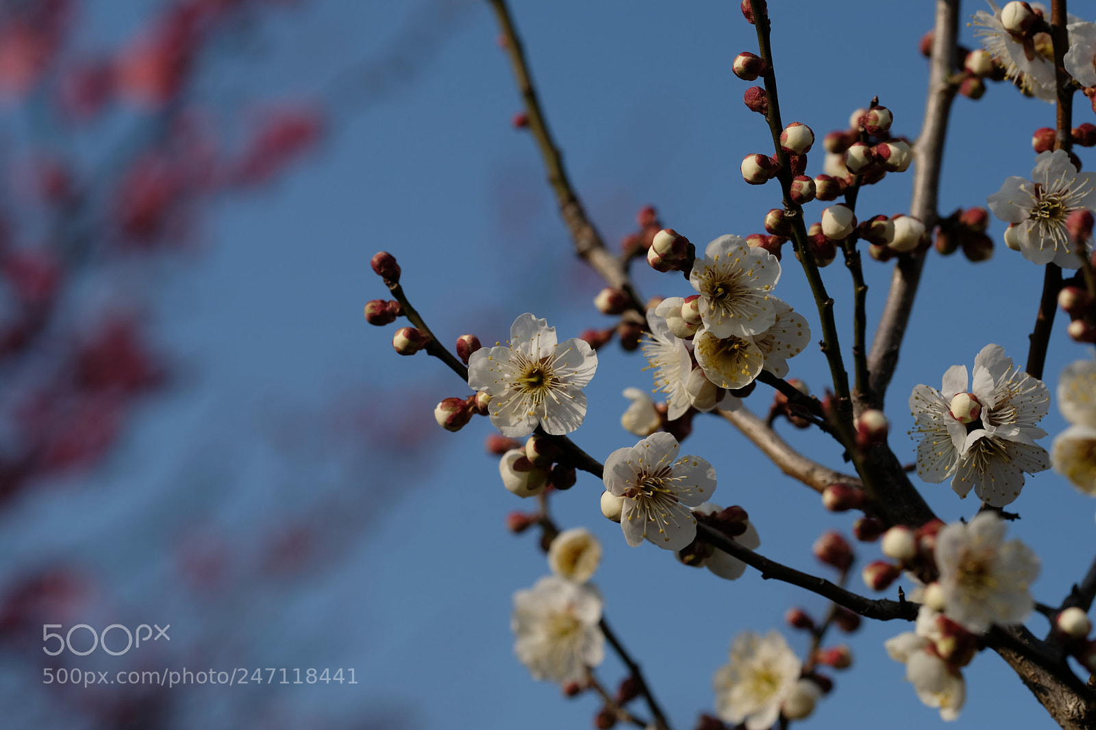 Fujifilm X-T2 sample photo. Untitled photography
