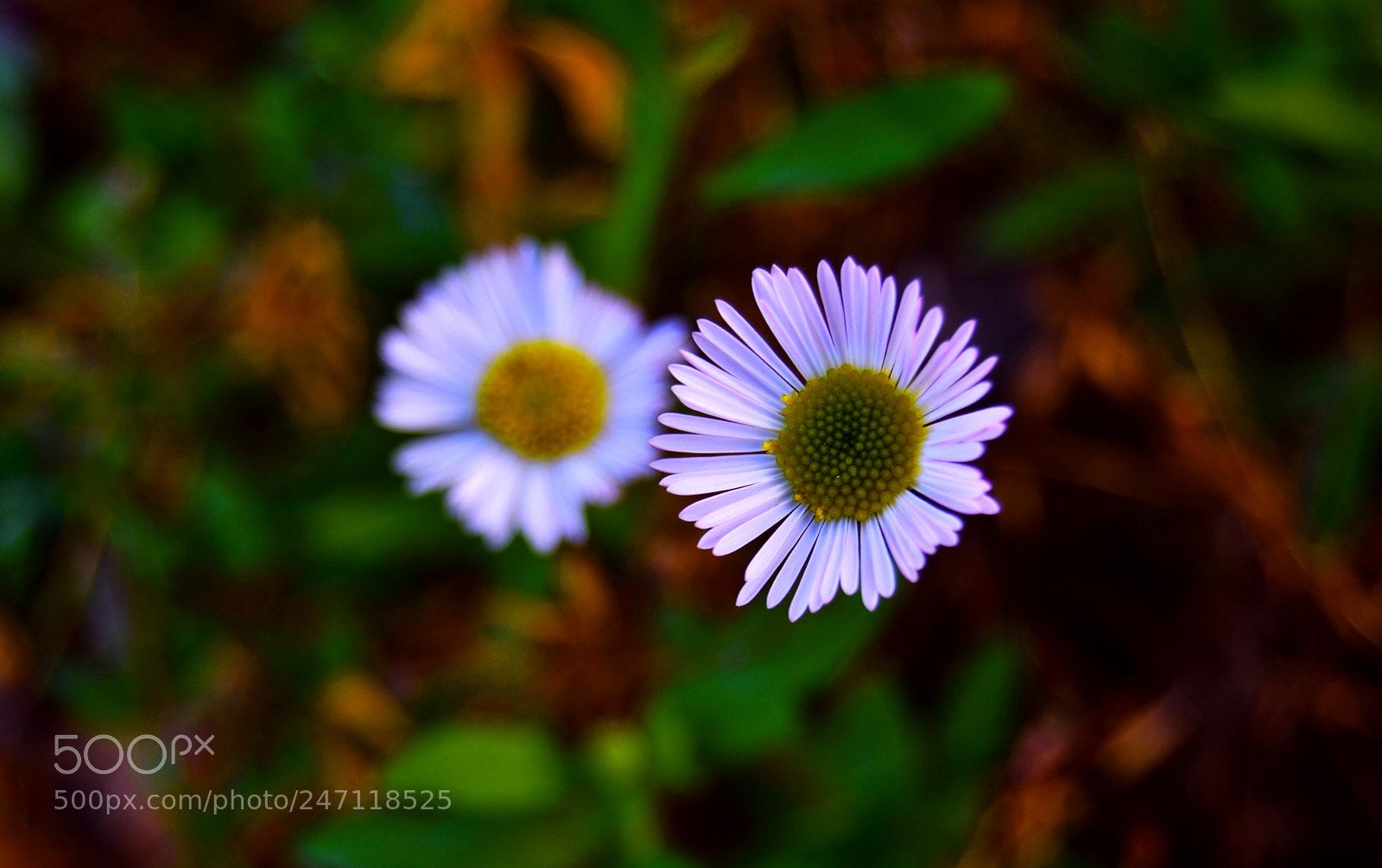 Nikon D3100 sample photo. Flor photography