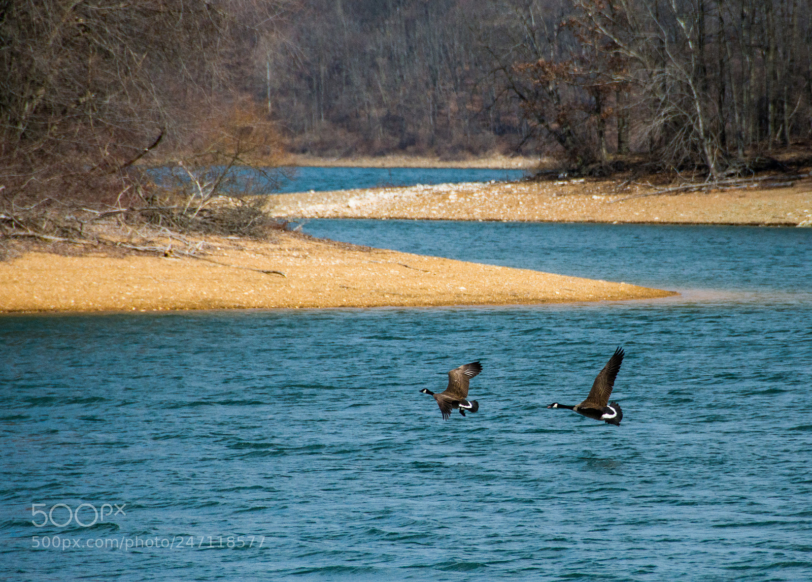 Nikon D7100 sample photo. Two geese flying photography