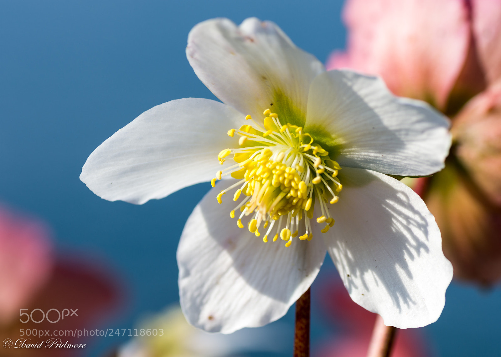 Nikon D7200 sample photo. Almost spring photography