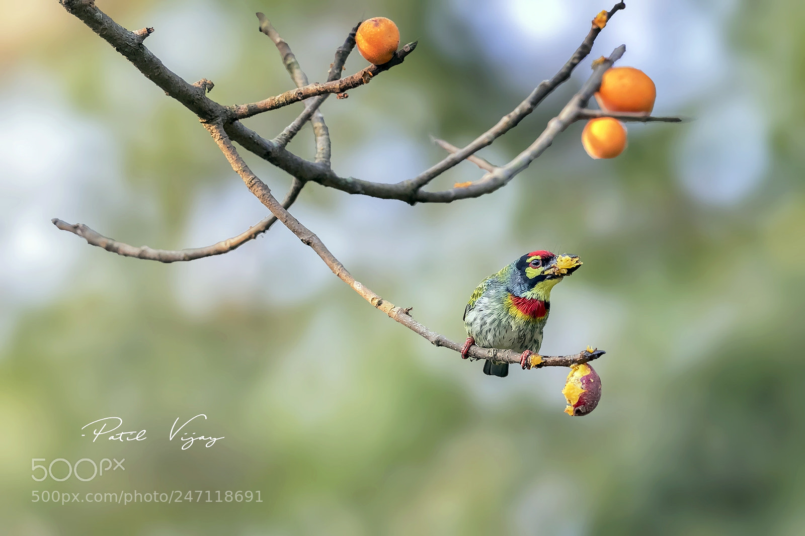Canon EOS 7D Mark II sample photo. Malabar barbet photography