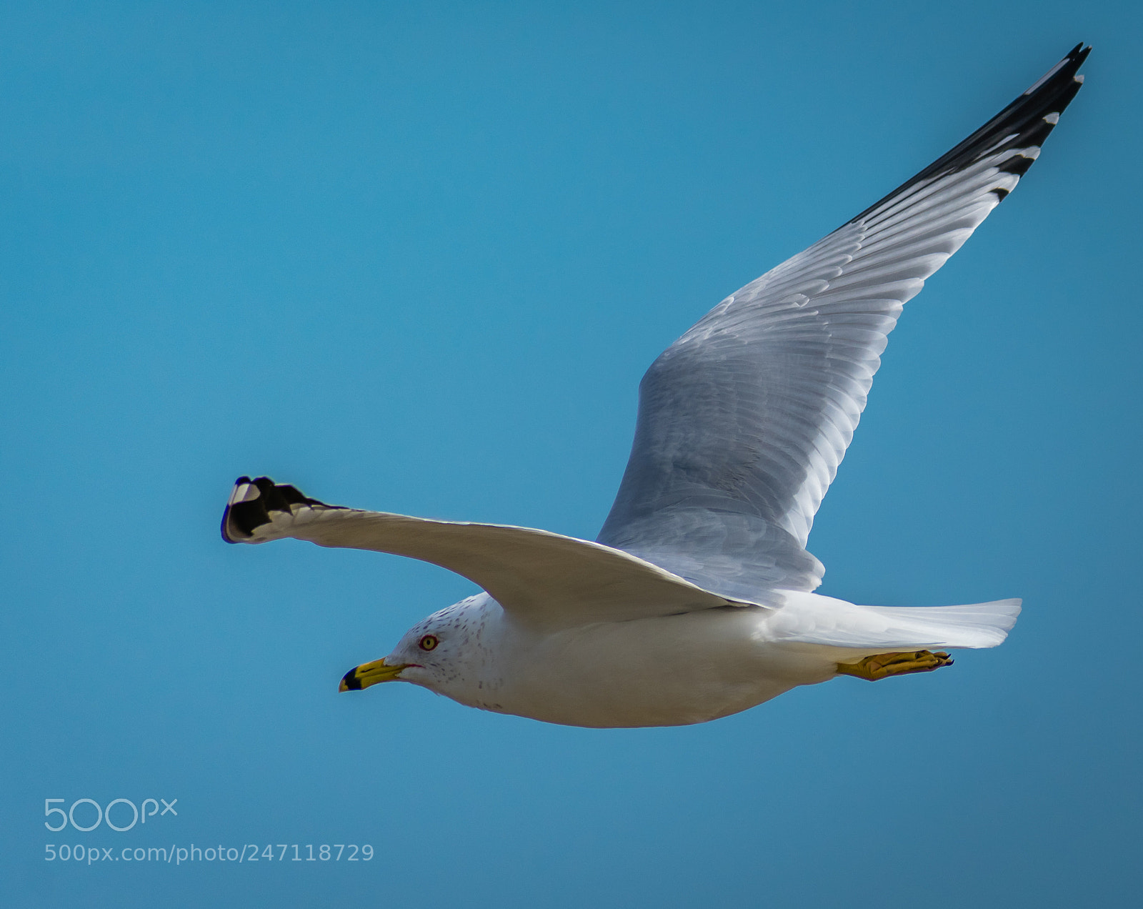 Nikon D3400 sample photo. Ringed billed gull flying photography